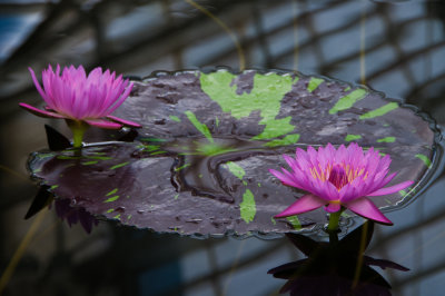 Chihuly 3399 08.jpg