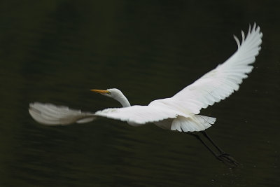 Egret SL017Feb 2005 320 pix.jpg