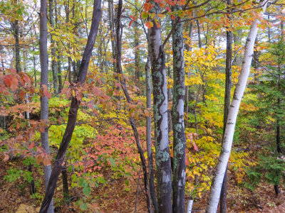 Fall 2014 -743.jpg