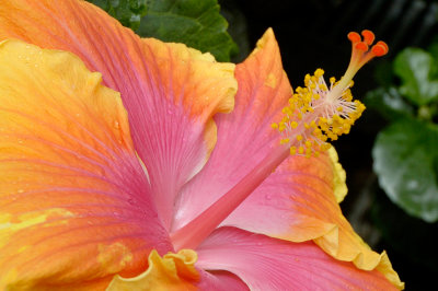 SR flowers085 062504.jpg