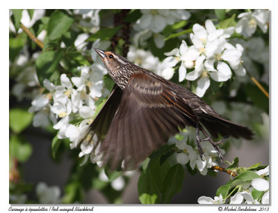 Carouge  paulettesRed-winged Blackbird