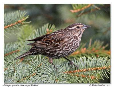 Carouge  paulettesRed-winged Blackbird