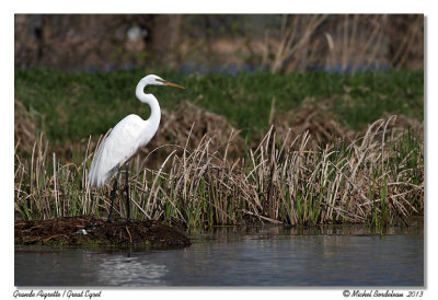 Grande Aigrette  Great Egret