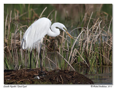 Grande Aigrette  Great Egret