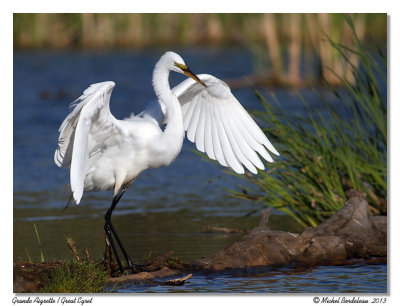 Grande Aigrette  Great Egret