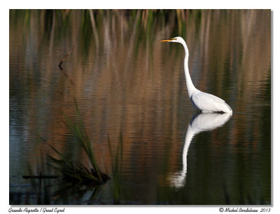 Grande Aigrette  Great Egret