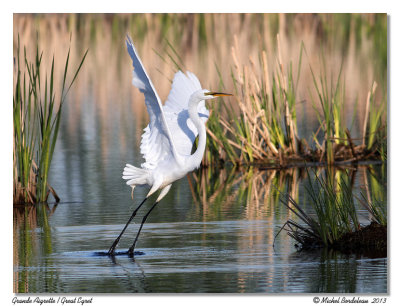 Grande Aigrette  Great Egret