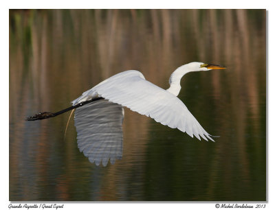 Grande Aigrette  Great Egret