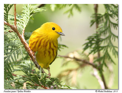 Paruline jaune<br/>Yellow Warbler