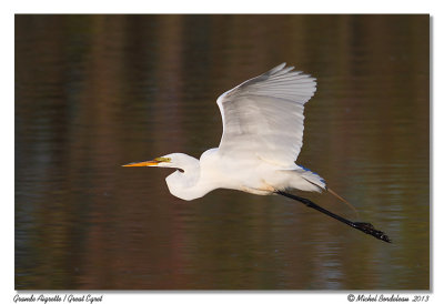 Grande Aigrette  Great Egret