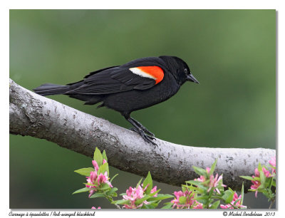 Carouge à épaulettes -M- Red-winged blackbird