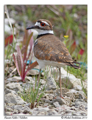 Pluvier KildirKilldeer