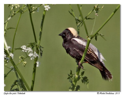 Goglu des prs  Bobolink