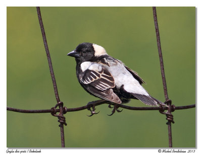 Goglu des prs  Bobolink