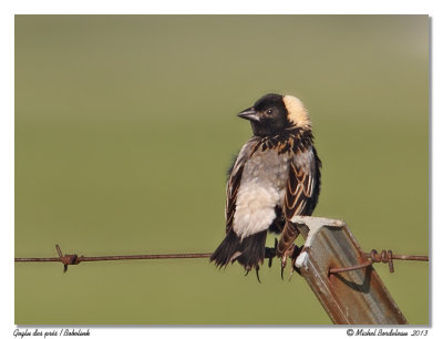 Goglu des prs  Bobolink