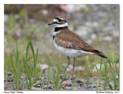 Pluvier KildirKilldeer