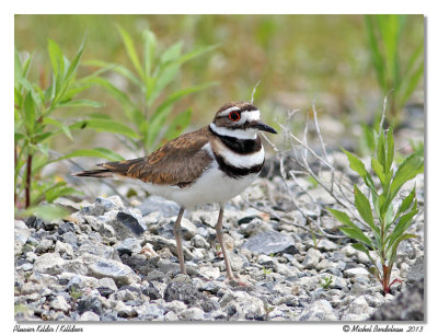 Pluvier kildirKilldeer