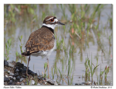 Pluvier kildirKilldeer