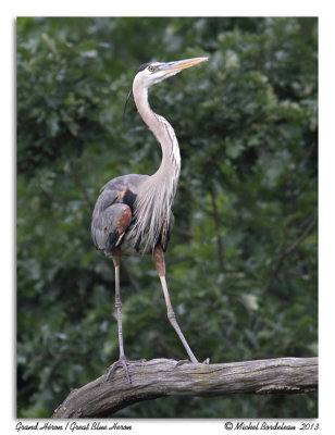 Grand HronGreat Blue Heron