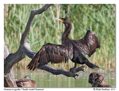 Cormoran  aigretteDouble-crested Cormorant