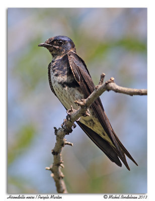 Hirondelle noire  Purple martin