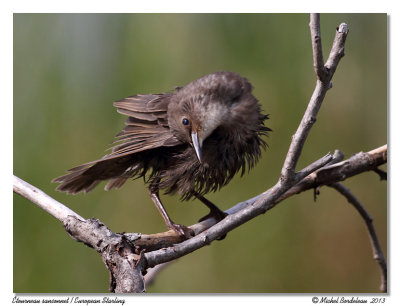 tourneau sansonnetEuropean Starling