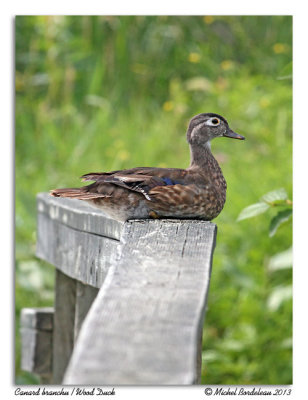 Canard branchuWood Duck