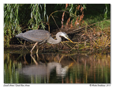 Grand HronGreat Blue Heron