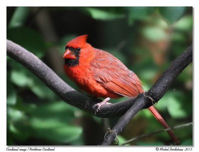 Cardinal rougeNorthern Cardinal