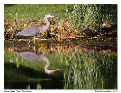 Grand HéronGreat Blue Heron