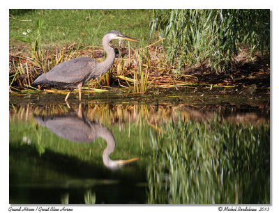 Grand HronGreat Blue Heron