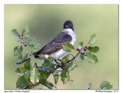 Tyran tritri  Eastern Kingbird