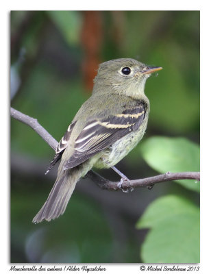 Moucherolle des aulnesAlder Flycatcher