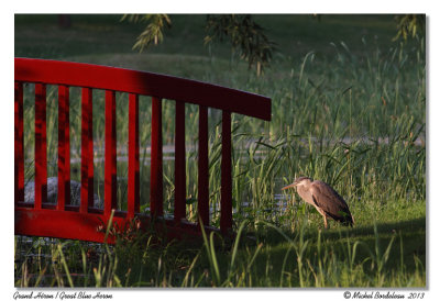 Grand HéronGreat Blue Heron