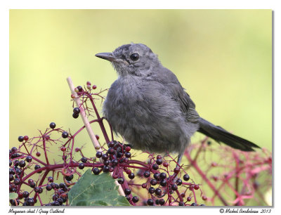 Moqueur chatGray Catbird