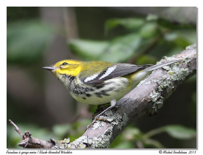 Paruline  gorge noire - Black throated green warbler