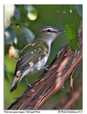 Viro aux yeux rouges  Red-eyed Vireo