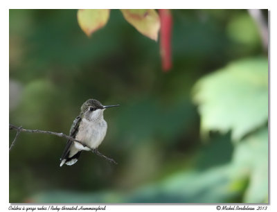 Colibri à gorge rubis - Ruby-throated Hummingbird
