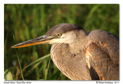 Grand HéronGreat Blue Heron