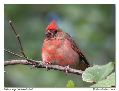 Cardinal rougeNorthern Cardinal