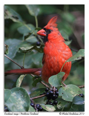 Cardinal rougeNorthern Cardinal