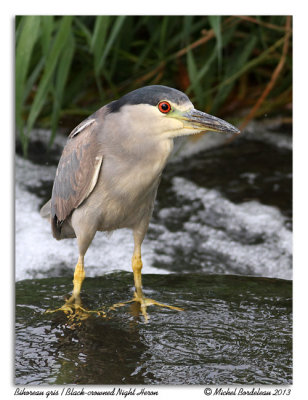 Bihoreau gris Black-crowned Night Heron