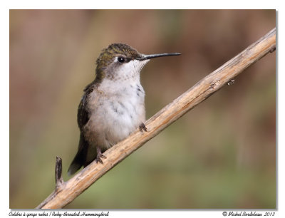 Colibri à gorge rubis Ruby-throated Hummingbird