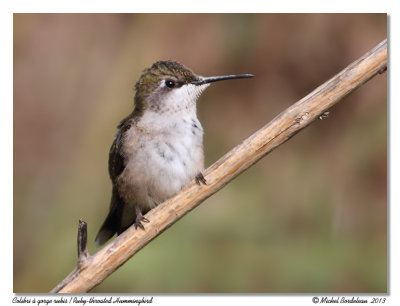 Colibri  gorge rubis Ruby-throated Hummingbird