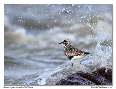 Pluvier argentéBlack-bellied Plover