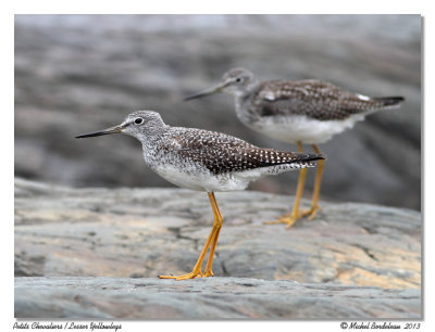 Petits ChevaliersLesser Yellowlegs