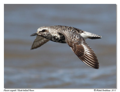Pluvier argentBlack-bellied Plover