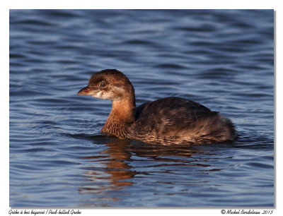 Grbe  bec bigarrPied-billed Grebe