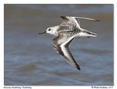 Bcasseau SanderlingSanderling