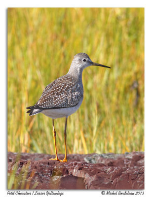 Petit ChevalierLesser Yellowlegs